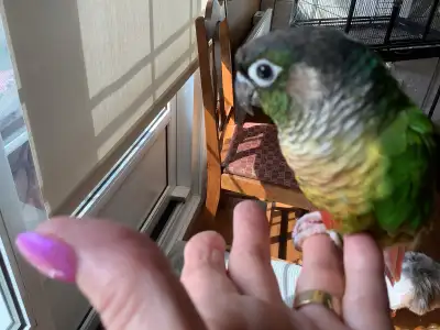 oiseau conure 7 mois mâle , View more