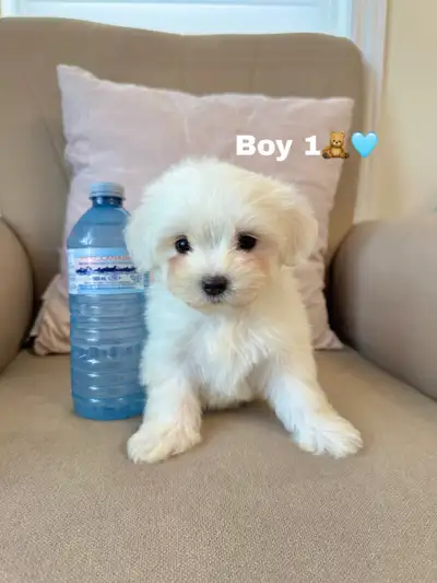 Adorable bichons  microchip and health guarantee, View more