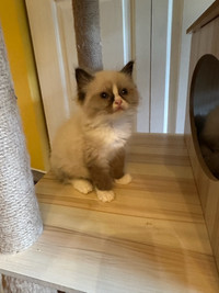 Seal/blue mitted boys and girl look for new home 