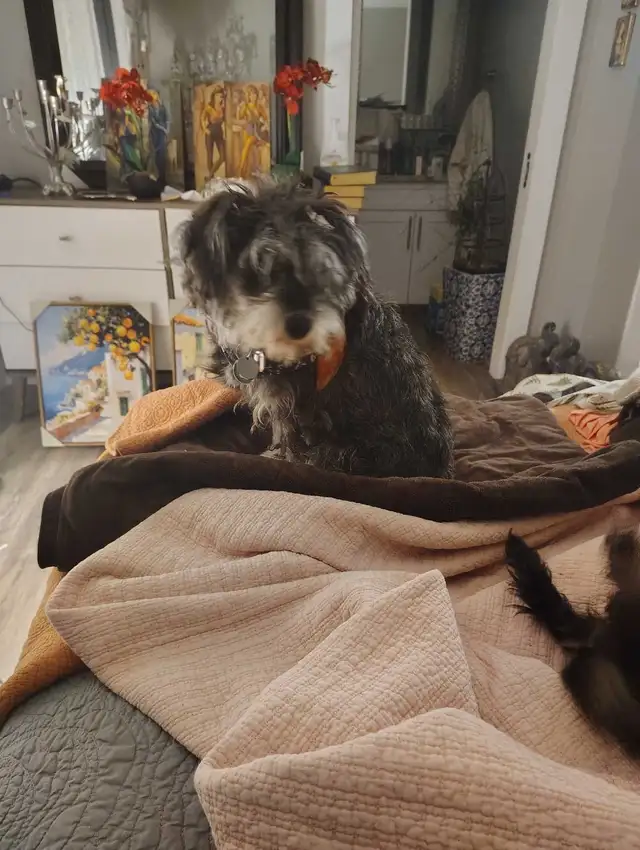 Lost Dog in Lost & Found in Edmonton - Image 2