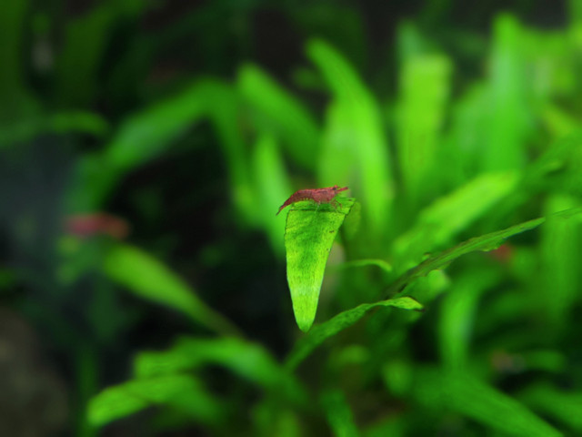 REDUCED!! PAINTED FIRE RED CHERRY SHRIMP in Fish for Rehoming in Vernon - Image 2