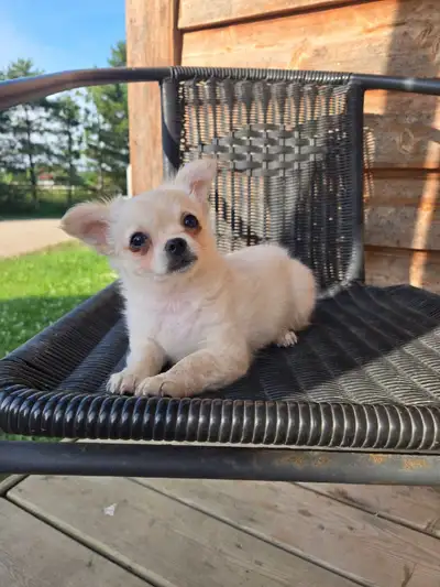 LAST Long haired Chihuahua male, View more