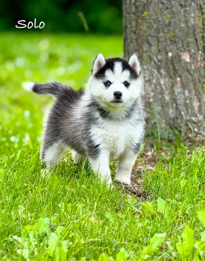 Toy and Standard Sized Pomsky Puppies!, View more