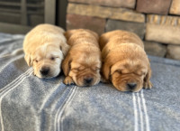 CKC Registered Fox Red and Yellow Lab Puppies