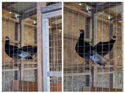 Brown eared Manchurian breeding trio , View more