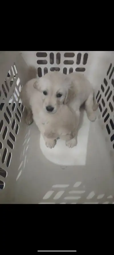 EXCELLENT PRICE!.  GOLDEN WAGGLES HAS 2 RETRIEVER  PUPPIES LEFT, View more
