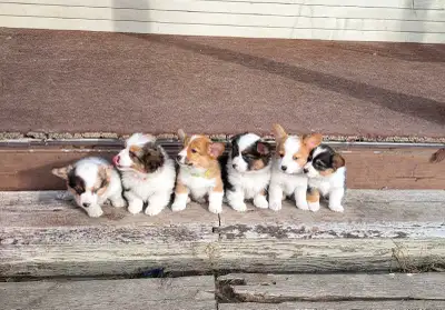 Ready to go! Pembroke Welsh Corgi Puppies, View more