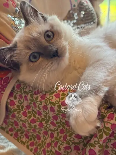 We have just a few Ragdoll kittens available and ready to go now. We ensure that our kittens are vet...