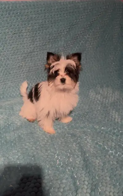 Femelle Morkie Biewer ( 3/4 Biewer Terrier 1/4 Bichon Maltais), View more