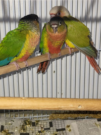 ##Great deal## baby conures