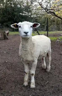 Rare Registered Cotswold Ram, Amazing Wool/Fibre Sheep