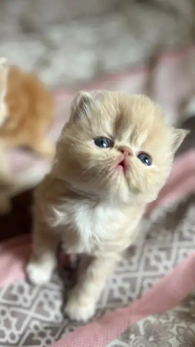 Beautiful Persian Himalayan Kittens, View more