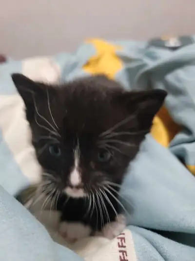 Tuxedo tabby kittens, View more