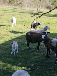 2 hair sheep ewes with 1 lamb each. $300 per pair