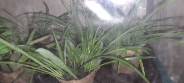 Clippings off my spider plant in Hobbies & Crafts in St. Albert - Image 3