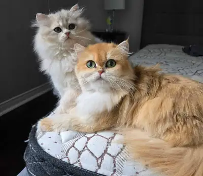 British long hair blue golden kittens , View more