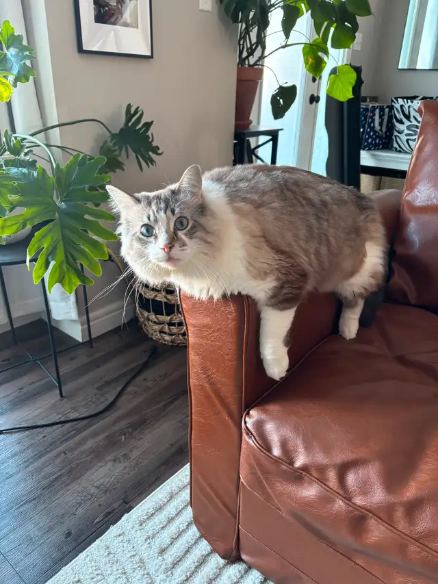Cat for rehoming