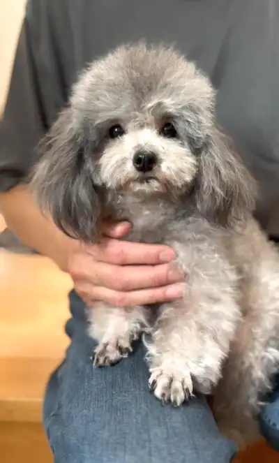 I'm a CKC registered Toy poodle breeder. Parents are both CKC registered. The puppies will be CKC re...