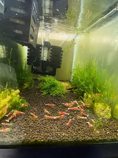 Assorted Caridina Shrimp - 10 pcs for $50.00 Red Galaxy Zebra Pinto Line Tank Parameters: pH: 5.5-6....