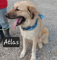 Atlas-11mth male anatolian shepherd mix