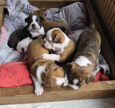 Bulldog x boston bulldoggies , View more