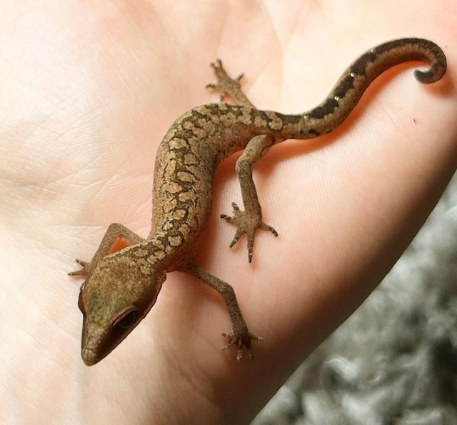 CB Malaysian Cat Gecko’s (Aeluroscalabotes felinus)  in Reptiles & Amphibians for Rehoming in City of Toronto - Image 4