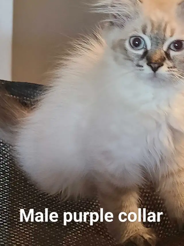 ADORABLE NEVA MASQUERADE SIBERIAN KITTENS