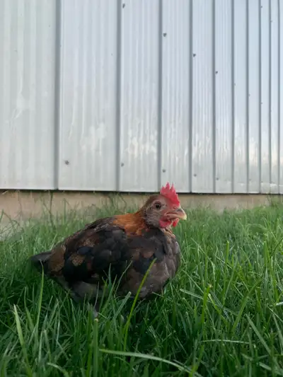Old English Bantam Roosters , View more
