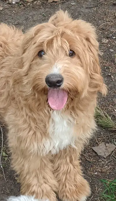 The contact waitlist for spring 2026 litters is open. No deposit required! Message your contact cell...