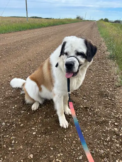 1 year old Saint Bernard for sale , View more