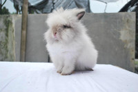 Magnifique bébé lapin à double crinière - très affectueux