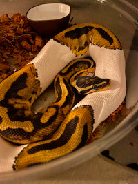 Pied Ball Python with Enclosure and Supplies