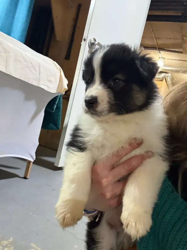 berger australien mâle in Dogs & Puppies for Rehoming in Laurentides - Image 7