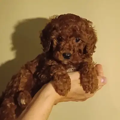 Super cute toy red poodle puppies, View more