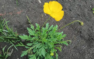 Poppy flower--hardy perennial, View more