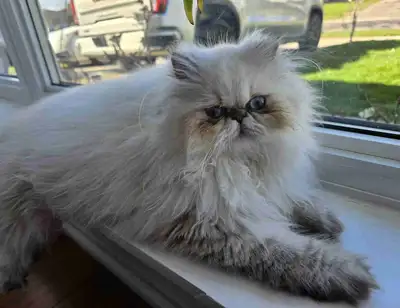 Looking for a kitten that feels like a baby? Meet this adorable 4-month-old Himalayan Lynx Point gir...