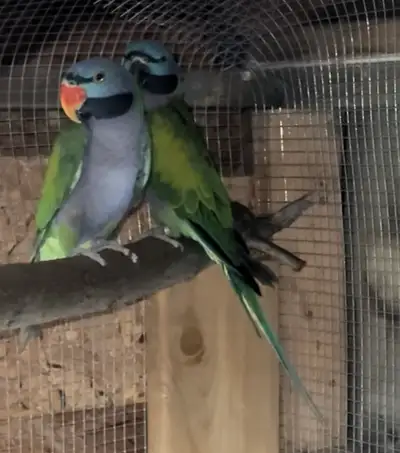 Imported proven pair Derbyn Parrot / Parakeet for sale , View more