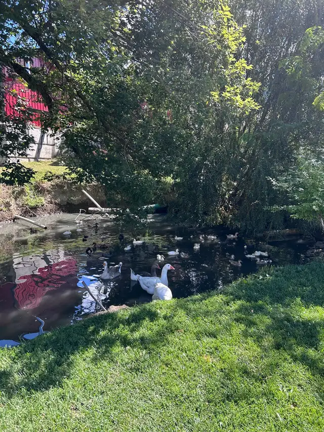 Call ducks in Livestock in Vernon - Image 2