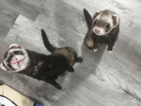 Loving trio of ferrets 