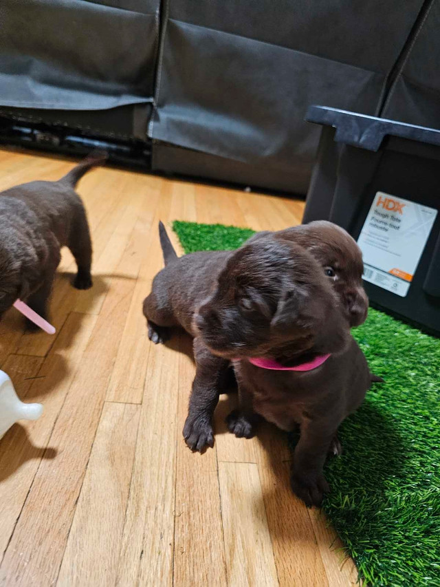 Chocolate lab puppies purebred in Dogs & Puppies for Rehoming in Mississauga / Peel Region - Image 2