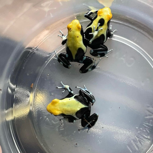 Dendrobates Tinctorius “Yellowback” in Reptiles & Amphibians for Rehoming in North Shore