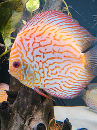 Adult checkerboard discus with blue shine 