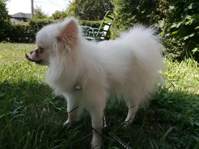 Purebred all white Pomeranian (Female) Puppy for sale, View more