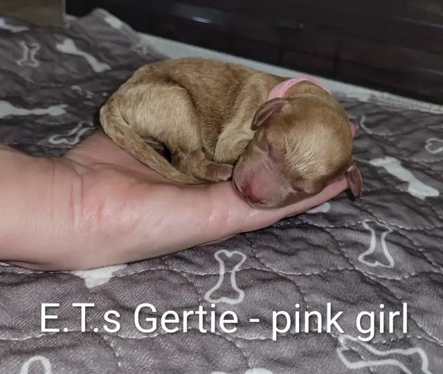 Goldendoodle puppies have arrived! in Dogs & Puppies for Rehoming in Vancouver - Image 3