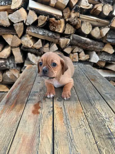 Puggle puppies, View more