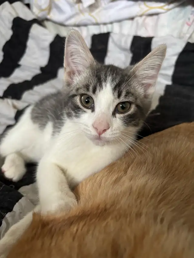 Cute & Curious in Cats & Kittens for Rehoming in West Island - Image 3