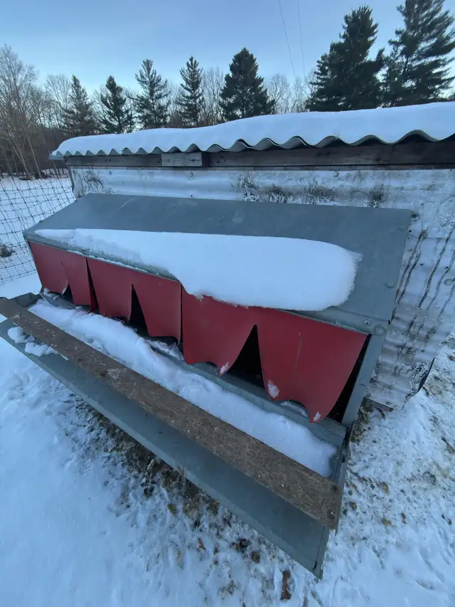 Rhode Island Reds – ChickShaw, Roll-Away Nest Box in Livestock in Brantford - Image 4