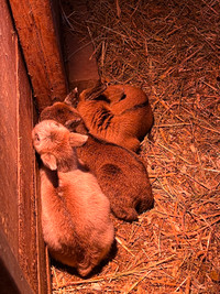 Mini goat babies