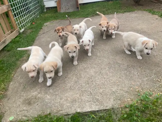 animaux in Dogs & Puppies for Rehoming in Trois-Rivières - Image 2