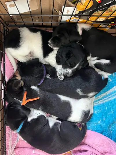 Puppies for sale, View more